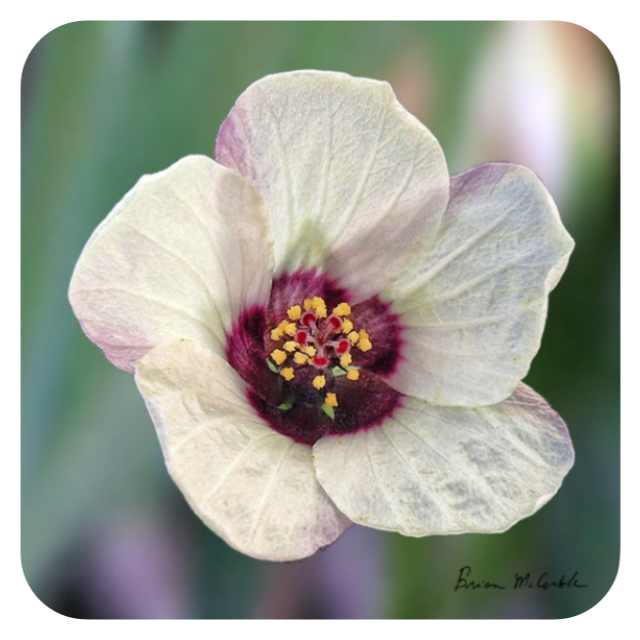 (image for) Flower of the Hour